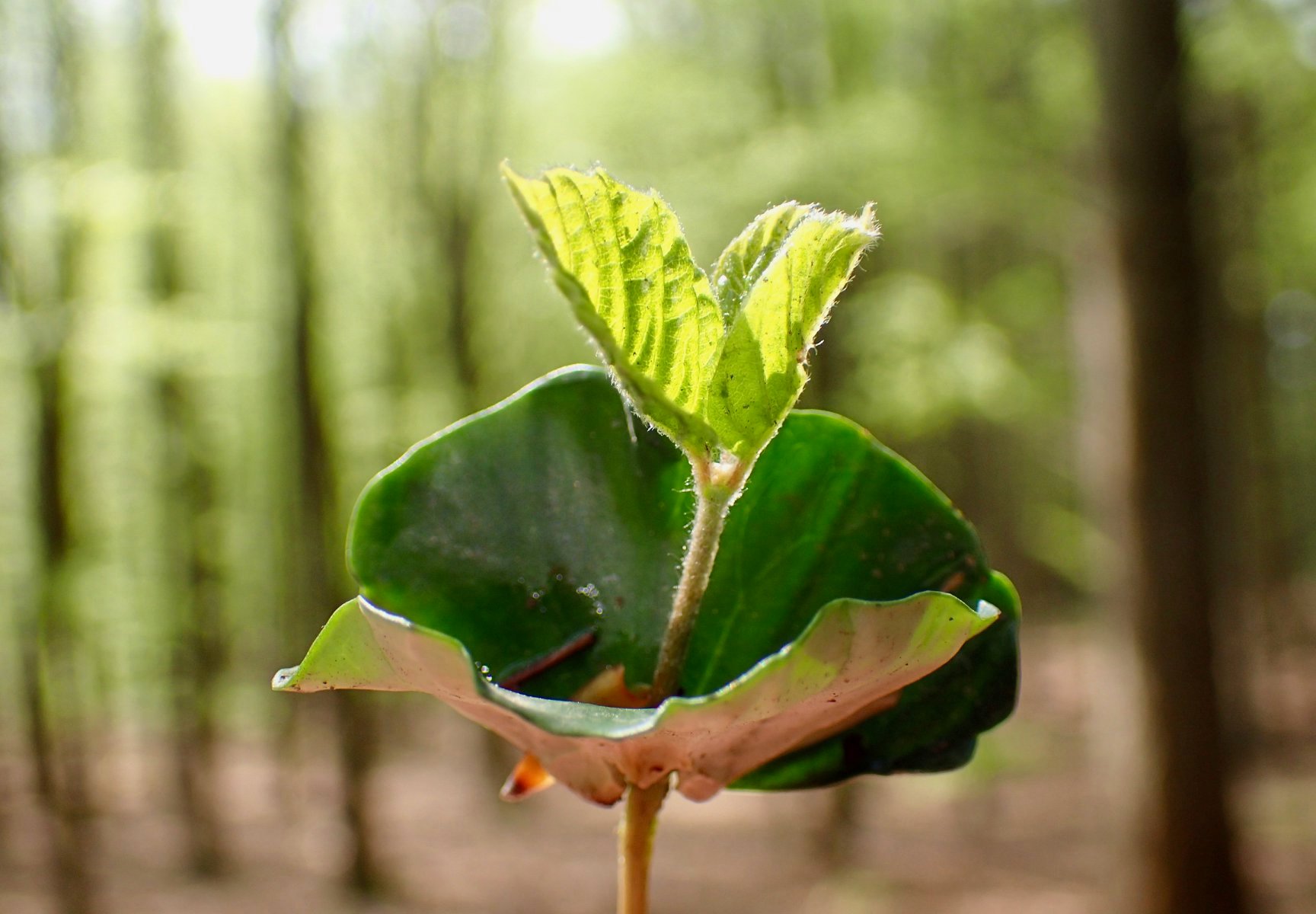 95890741_10224141323700396_2633678777745408000_o