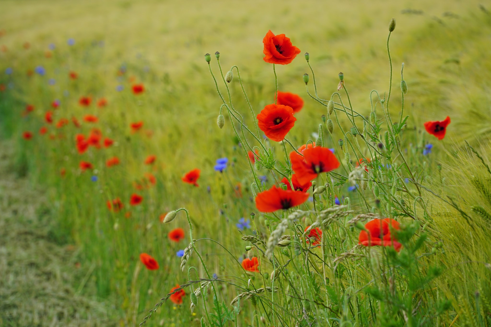 118603386_10225417946495168_3864229546442301586_n