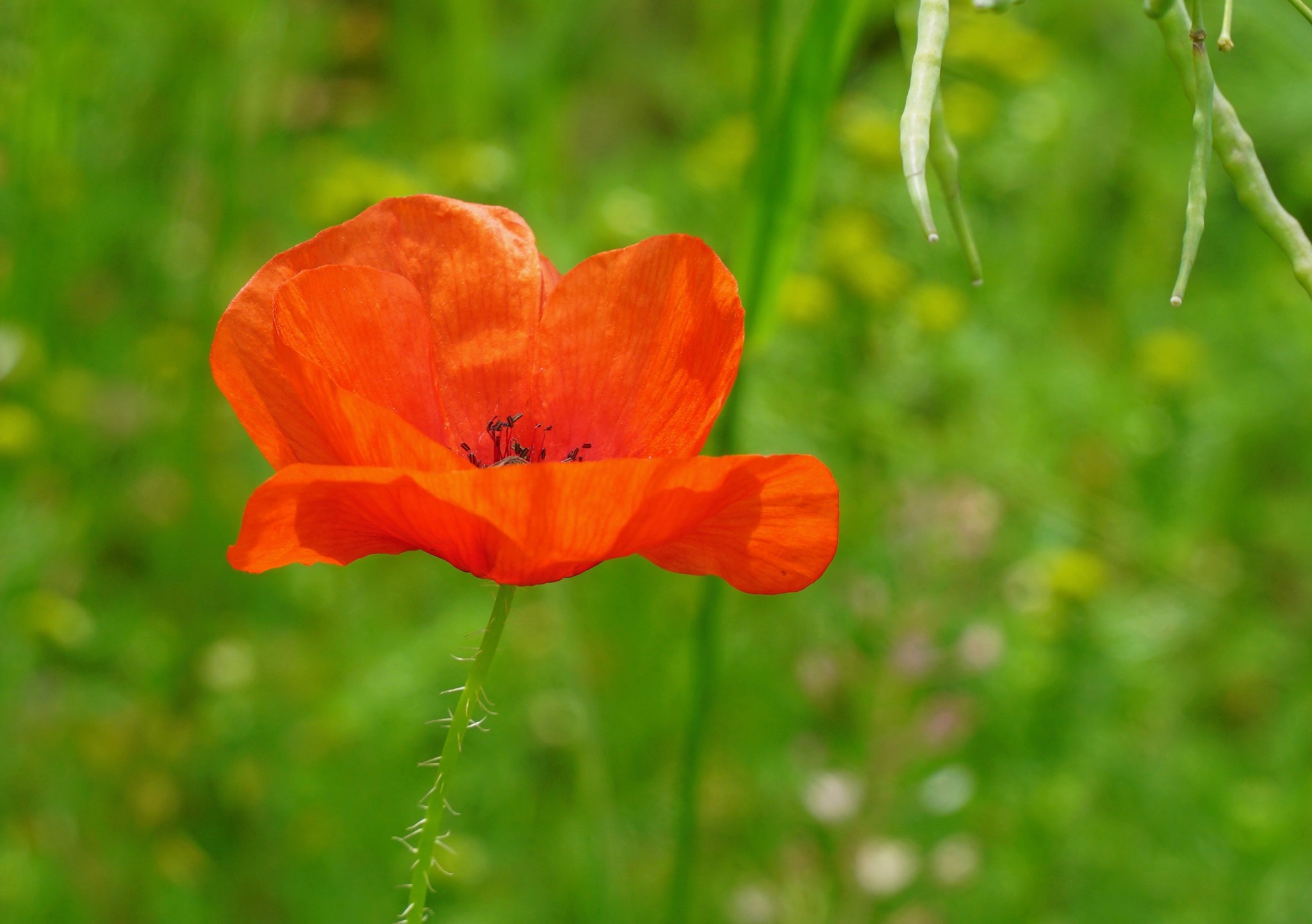 118615184_10225417939654997_709608523844926188_n